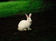 LOHLOH              , Hasenartige, Kaninchen schwarzloh                               in Türkei